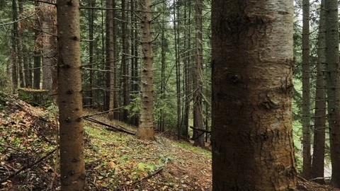 Downhill mountain biker Stock Footage 87479721