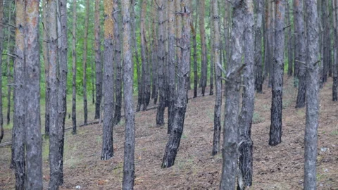 Downhill movement in a pine forest Stock Footage 138401731