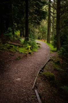 Downhill path in forest Stock Photos