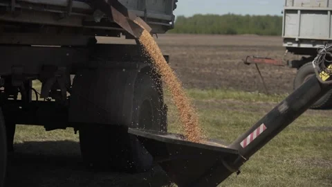 Download grain agro complex work in the field Stock Footage 130302857