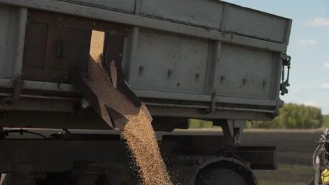 Download grain agro complex work in the field Stock Footage 130302862