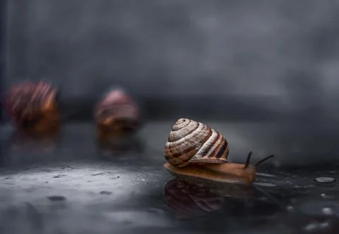 Download snail crawling Stock Photos
