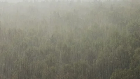 Downpour in birch forest in summer Stock Footage 167328894