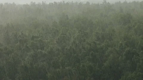 Downpour in birch forest in summer Stock Footage 167328914