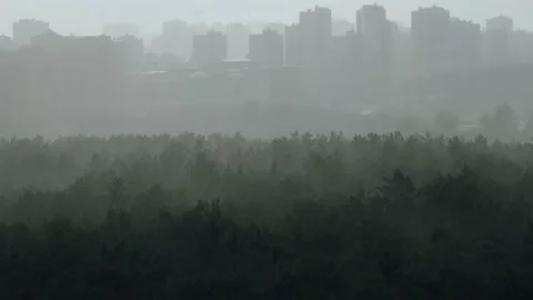 Downpour in birch forest in summer Stock Footage 167328950