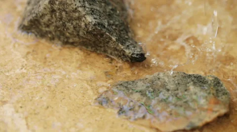 Downpour on the pavement 스톡 동영상 39953901