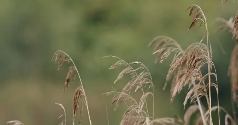 Downpour on the pond in slow motion Video stock 248304747