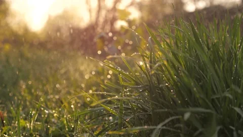 Downpour rain Summer Garden. Background. raindrops sunlight sunsets. rainy Stock Footage 243596393