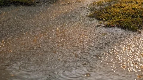 Downpour rain Summer Garden. Background. raindrops sunlight sunsets. rainy Stock Footage 244012228