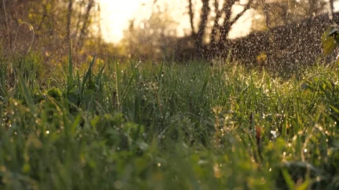 Downpour rain Summer Garden. Background. raindrops sunlight sunsets. rainy Stock Footage 245584648
