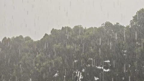 A Downpour of Rainfall Amidst Trees Stock Photos