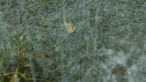 Downpour Rainfall Stock Footage 148780878