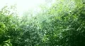 Downpour with trees HD Footage