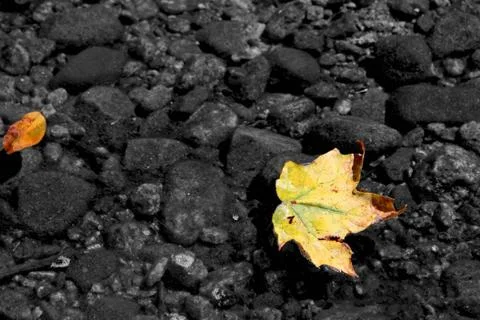 Downstream Maple Leaf 写真素材