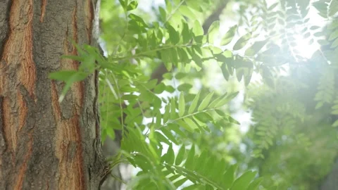 Downtown Denver Foliage Stock Footage 247024374