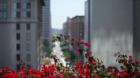 Downtown LA 18 HD Stock Footage