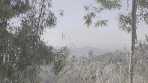 Downtown LA Skyline from Hollywood Hills Stock Footage