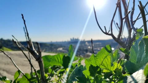 Downtown LA Spring Greenery Sunny Hikers Scenic DTLA Los Angeles California USA Stockbeeldmateriaal 170795756