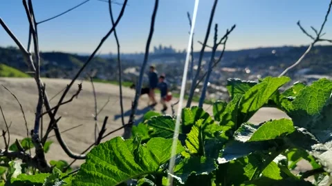 Downtown LA Spring Greenery Sunny Hikers Scenic DTLA Los Angeles California USA Stock-Footage 170795759