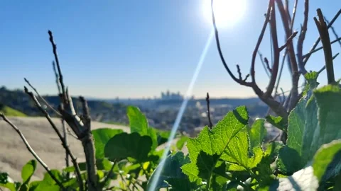 Downtown LA Spring Greenery Sunny Hikers Scenic DTLA Los Angeles California USA Stock Footage 170795802