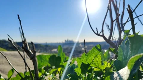 Downtown LA Spring Greenery Sunny Hikers Scenic DTLA Los Angeles California USA 스톡 동영상 170795809