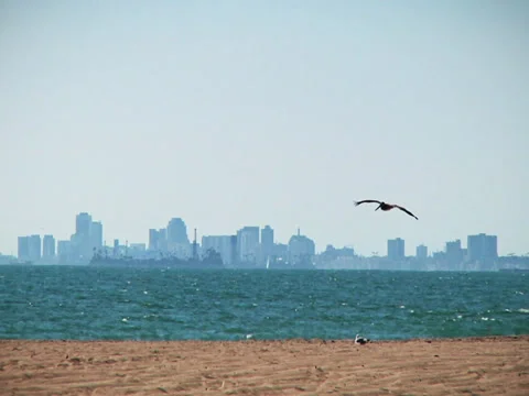 Downtown Long Beach - Beach - San Pedro - Panning - Birds Stock Footage 33256978