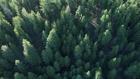 Downward aerial flyover of a pristine pine forest in the morning light Video stock 194460570