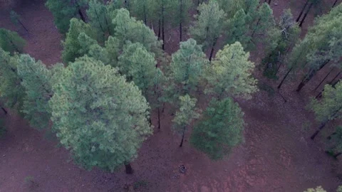Downward aerial of pine trees in a pristine forest Stock Footage 283566955
