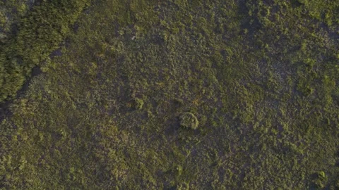 Downward aerial showing texture of a forest meadow Stock Footage 249773621