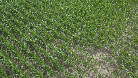 Downward aerial view of early corn in a farm field Stock Footage 111835081