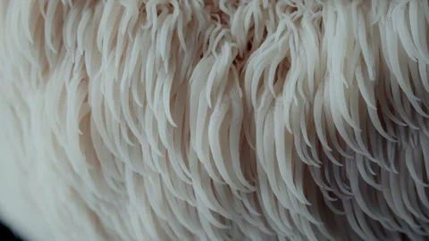 Downward Camera Tracking Macro Details of Spiny Lions Mane Mushroom Texture 스톡 동영상 332043226