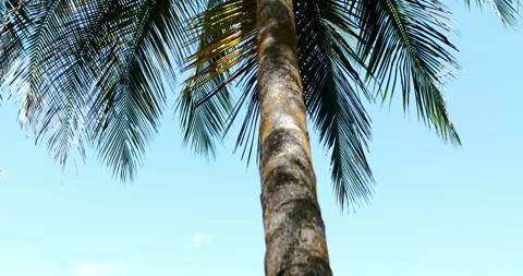 Downward closeup of palm tree with blue sky background. Stock Footage 154709533