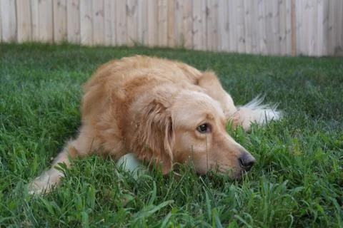 Downward Dog Foto stock