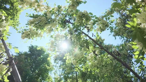 Downward flight from crown of blooming White Acacia or Black Locust tree covered Stock Footage 340079418