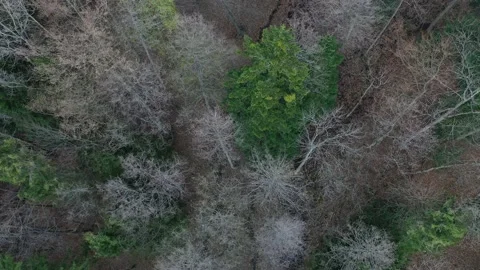 Downward flight towards large spruce tree with common mistletoe on top branches Stock Footage 137436209