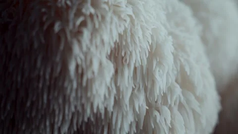 Downward Macro Pan Over Mature Lions Mane Mushroom Texture Видео 332043225