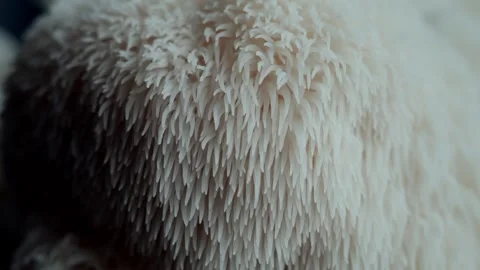 Downward Macro Sweep Over Lions Mane Mushroom Spines Видео 331876598