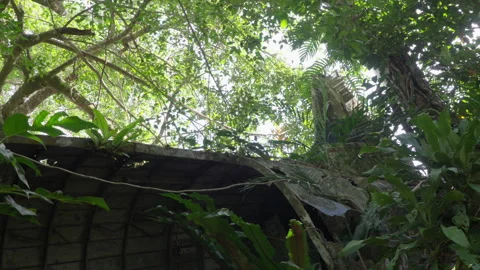 Downward Pan from Tail of Abandoned Cargo Plane to Fuselage in Jungle Stock Footage 314920773