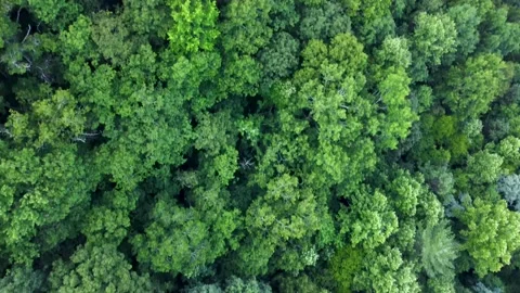 Downward scan of green forest tree tops Stock Footage 158941678