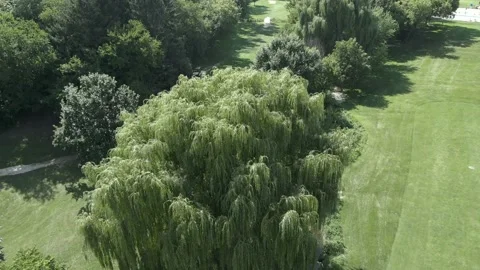 Downward Shot of Willow Tree 库存影片 205486214