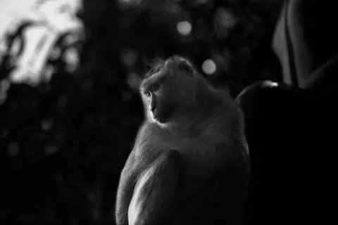 The downward stare of the monkey in the trees Stock Photos