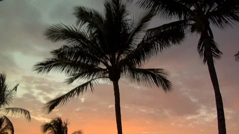 Downward tilt of beach sunset from golf course with palm trees Stock Footage 125332376