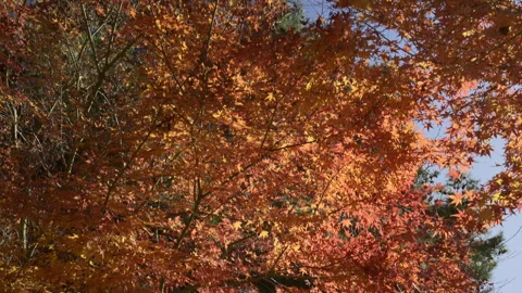 Downward Tilt Through Red Maple Leaves Revealing Mount Fuji Stockbeeldmateriaal 348546179