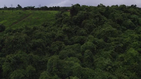 Downward tilting. uplifting view of jungle. Stock Footage 329931702