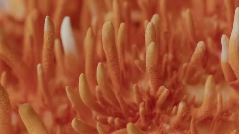Downward Vertical Macro Pan Over Dense Cordyceps Militaris Colony Stock Footage 329787448