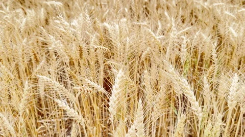 Downward view of wheat field in gentle wind Stock Footage 339354874