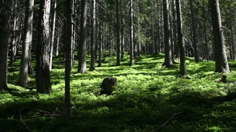 Downwards dolly slider shot in a forest Stock Footage 40340651