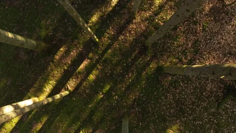 Downwards flight in conifer forest Stock Footage 130884039