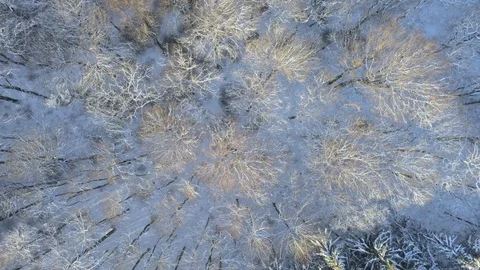 Downwards perspective of drone over snow covered leaf trees during sunny wint Stock Footage 103263314