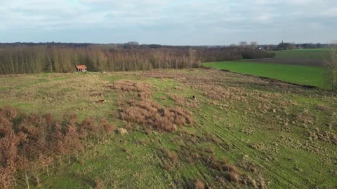 Downwards Sunshine Drone Aerial of Cows Grazing in meadow fields revealing Stock Footage 233296034